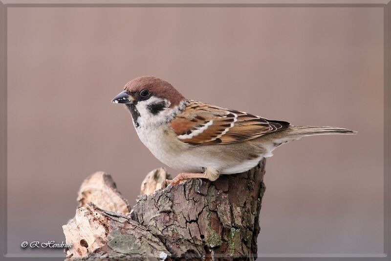 Eurasian Tree Sparrow