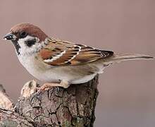 Eurasian Tree Sparrow