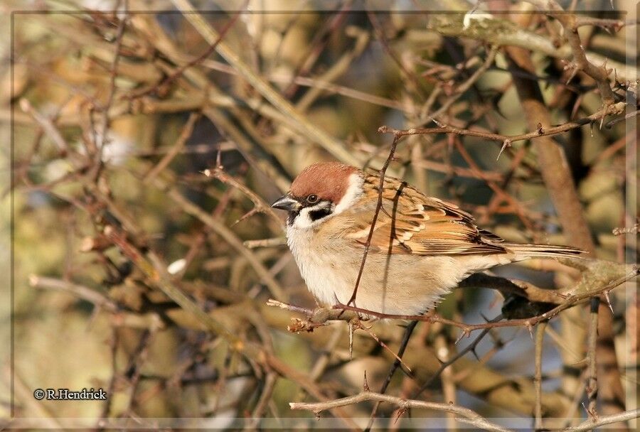 Moineau friquet