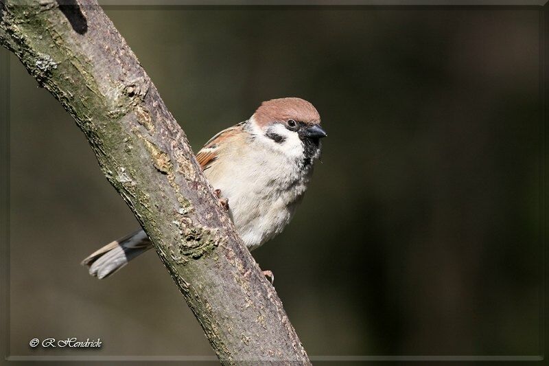 Eurasian Tree Sparrow