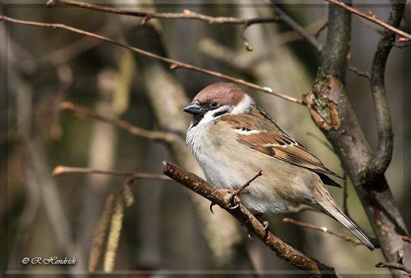 Eurasian Tree Sparrow