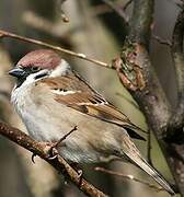 Eurasian Tree Sparrow