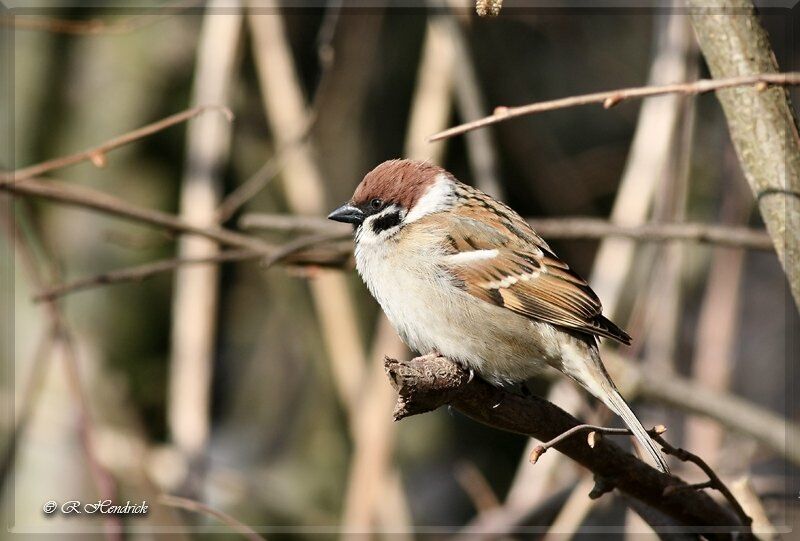 Eurasian Tree Sparrow