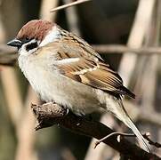 Eurasian Tree Sparrow