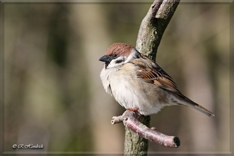 Eurasian Tree Sparrow