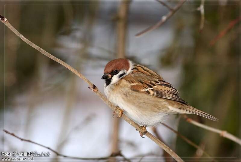 Moineau friquetadulte, identification