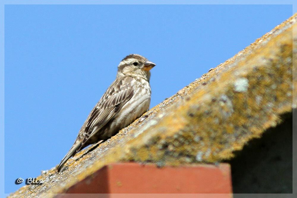 Rock Sparrow