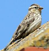 Rock Sparrow