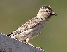 Rock Sparrow