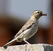 Rock Sparrow