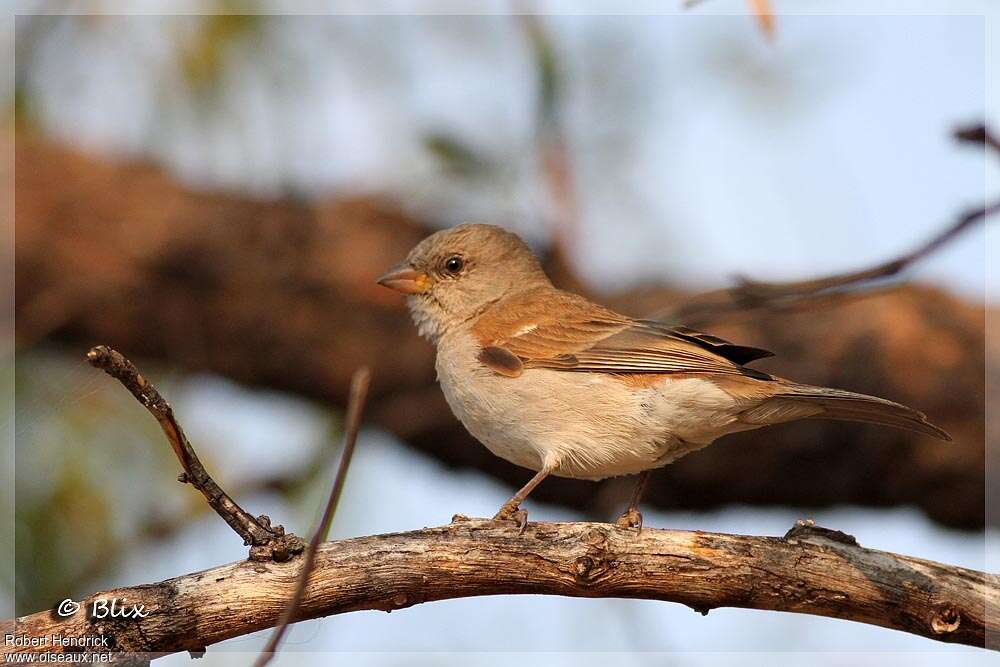 Moineau sud-africainadulte