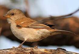 Southern Grey-headed Sparrow