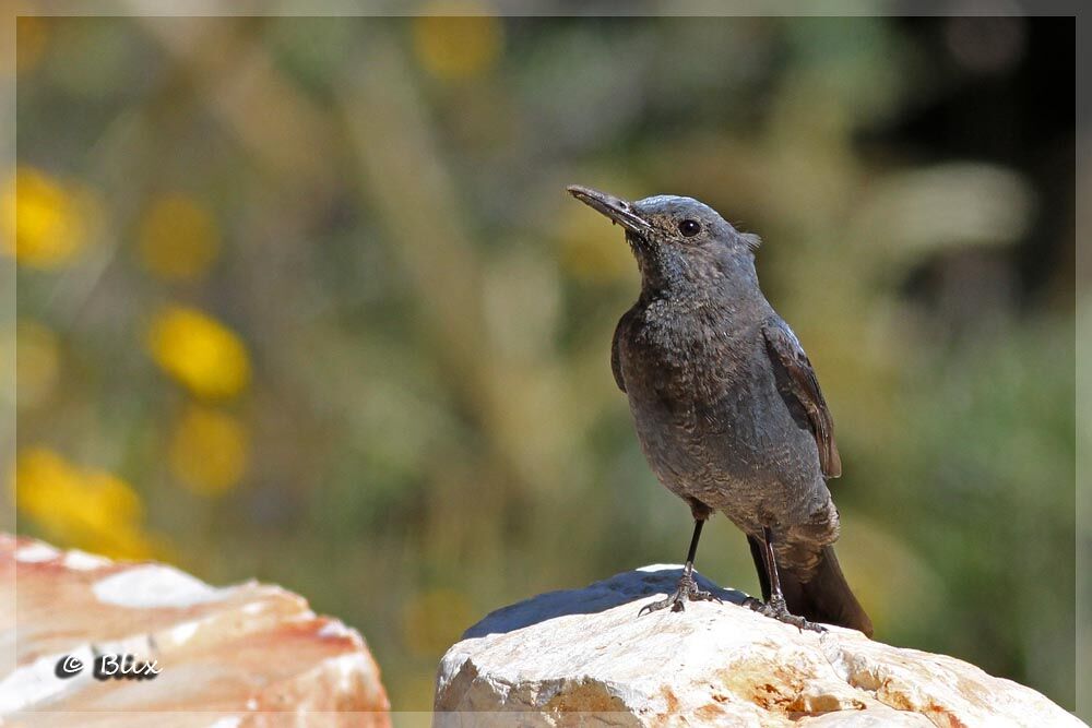 Blue Rock Thrush