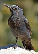 Blue Rock Thrush