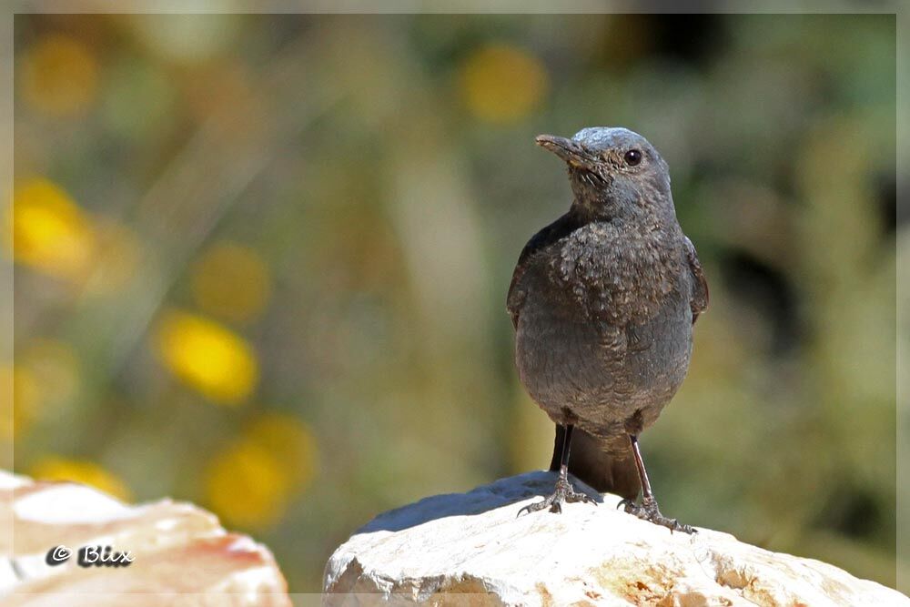 Blue Rock Thrush