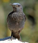 Blue Rock Thrush