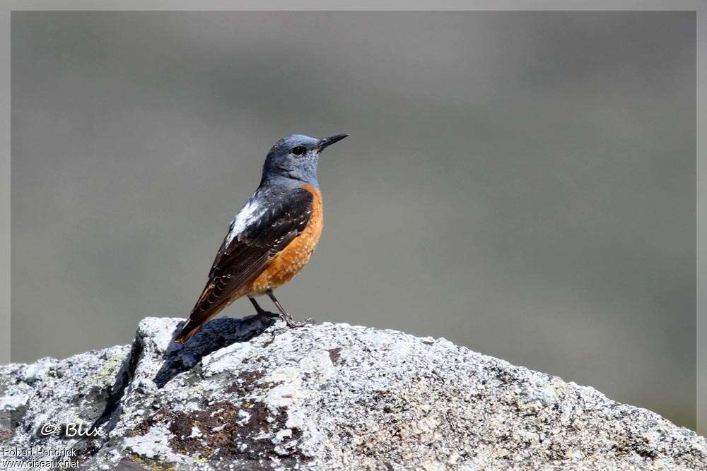 Common Rock Thrush male adult breeding, identification