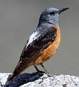 Common Rock Thrush