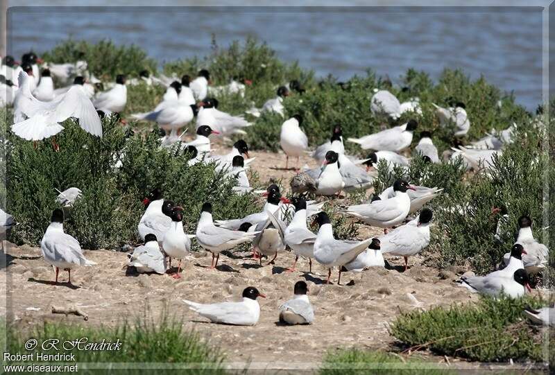 Mouette mélanocéphaleadulte, Comportement