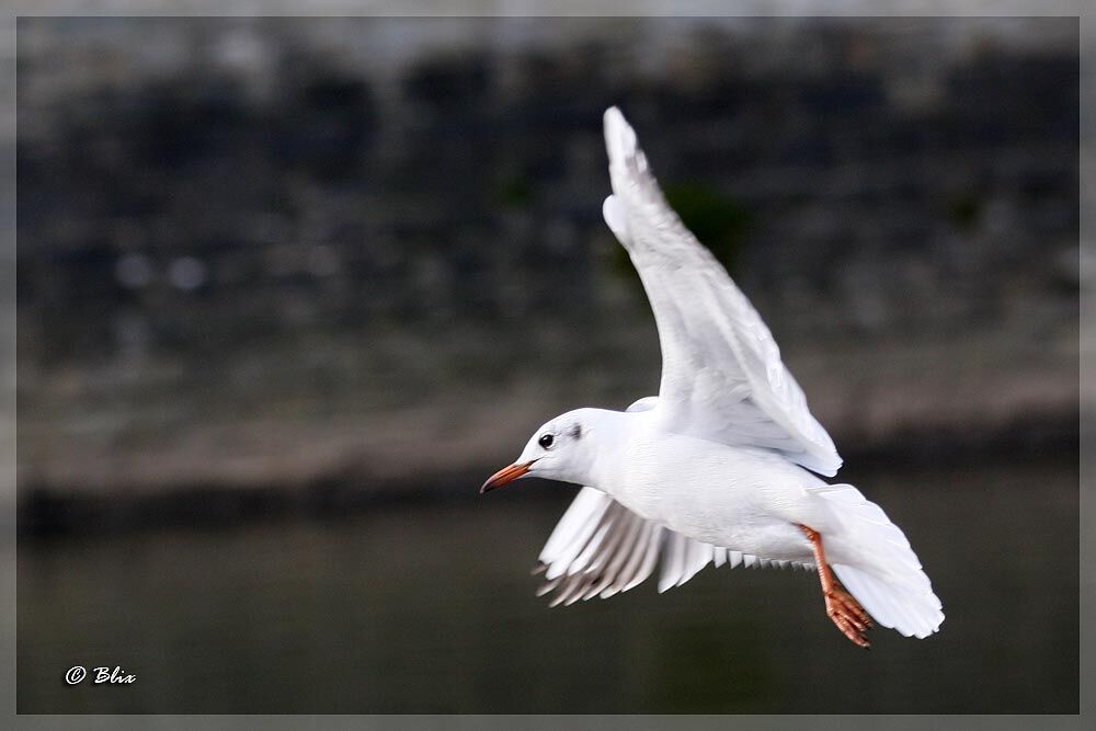 Mouette rieuse