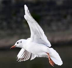 Mouette rieuse