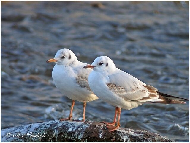 Mouette rieuse