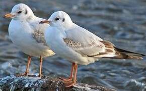 Mouette rieuse