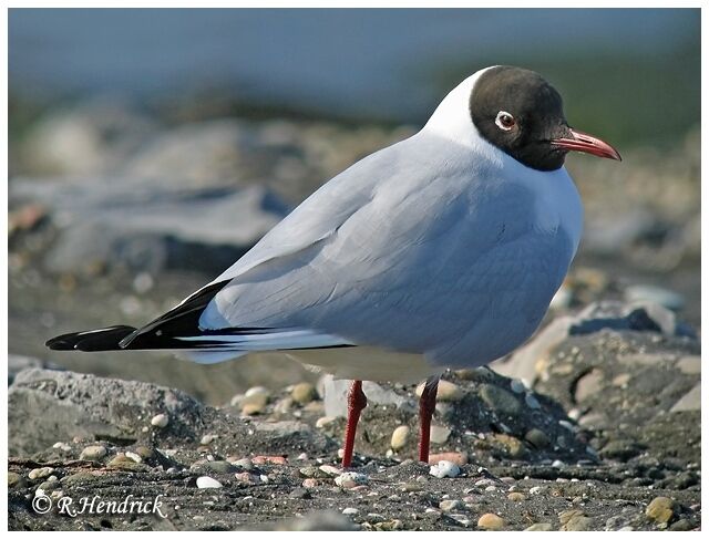 Mouette rieuse