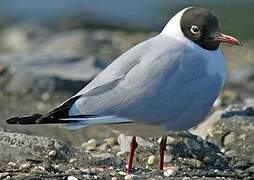 Black-headed Gull