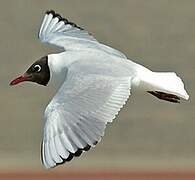 Mouette rieuse