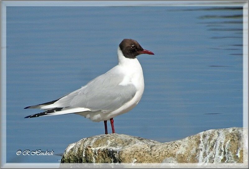 Black-headed Gull