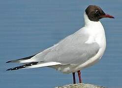 Mouette rieuse