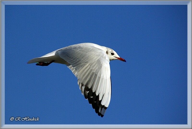 Black-headed Gull