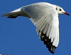 Mouette rieuse