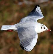 Mouette rieuse