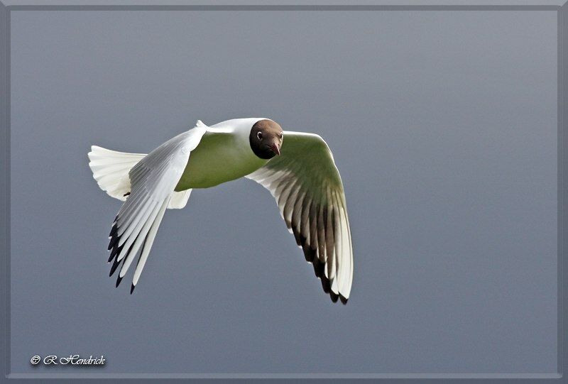 Mouette rieuse