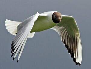 Mouette rieuse