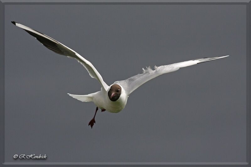 Mouette rieuse