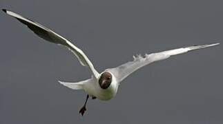 Mouette rieuse