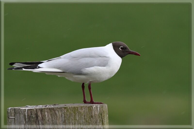 Mouette rieuse