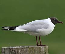 Mouette rieuse