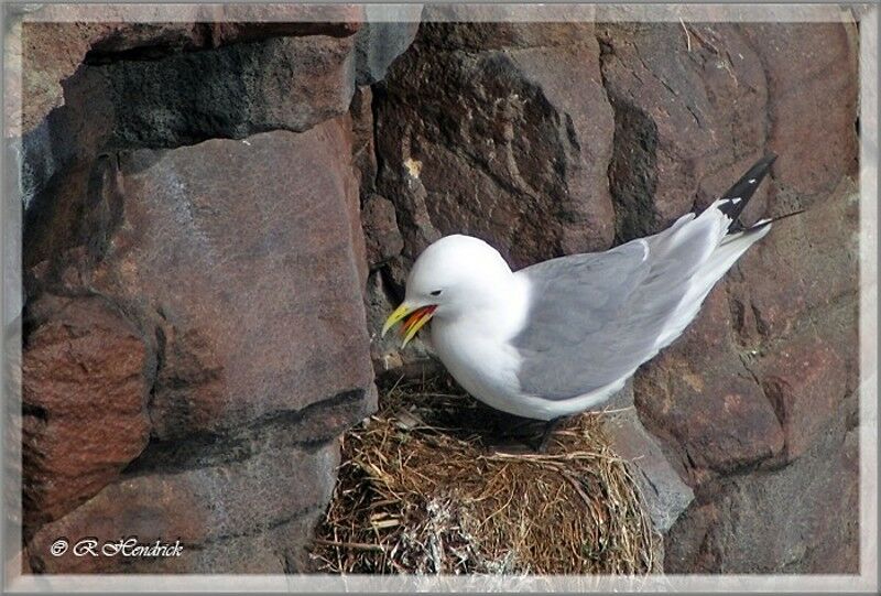 Black-legged Kittiwake