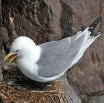 Mouette tridactyle