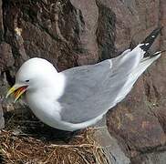 Black-legged Kittiwake