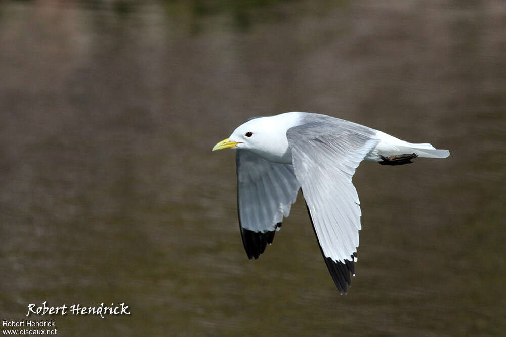 Mouette tridactyleadulte nuptial, identification