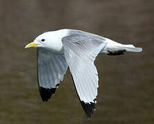 Black-legged Kittiwake