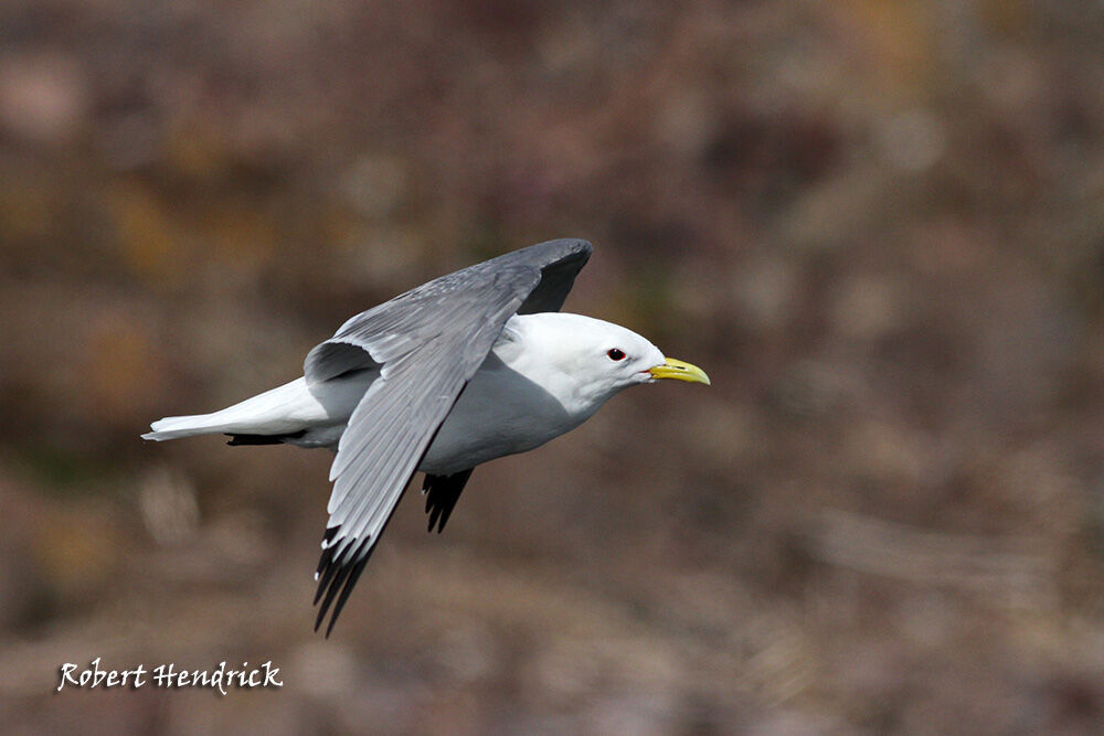 Mouette tridactyle