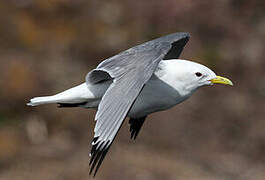 Black-legged Kittiwake