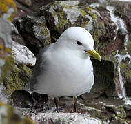 Mouette tridactyle