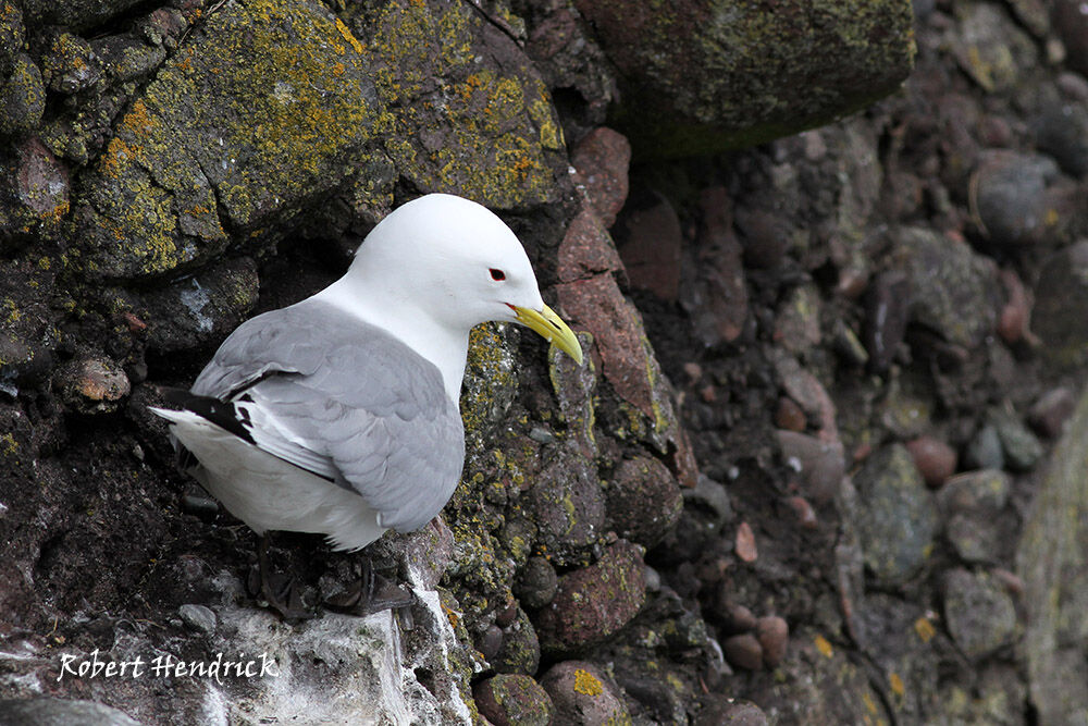 Black-legged Kittiwake